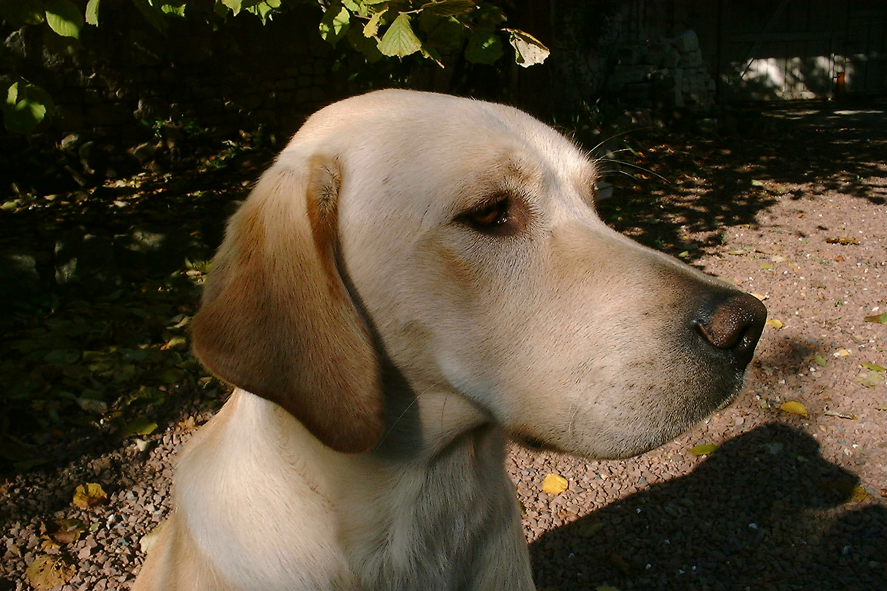 Réglementation sur les chiens Réglementation sur les chiens