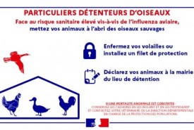 L'influenza aviaire dans les basses-cours en plein air : déclaration en Mairie